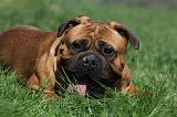 BULLMASTIFF 425